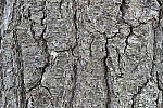 Click to see Y_1010062-ISO-1600.JPG