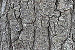 Click to see Y_1010063-ISO-3200.JPG
