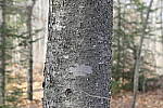 Click to see Y_1010072-72mm-f2.8.JPG