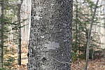 Click to see Y_1010073-72mm-f4.0.JPG