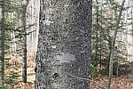 Click to see Y_1010074-72mm-f5.6.JPG