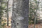 Click to see Y_1010075-72mm-f8.0.JPG
