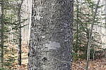 Click to see Y_1010076-72mm-f11.JPG