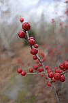 Click to see Y_1010086-Bokeh-24mm-f1.4.JPG