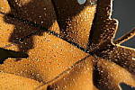 Click to see Y_1010525-Macro.JPG