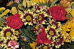 Click to see Y_1010696-Flash.JPG