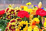 Click to see Y_1010719-Expressive.JPG