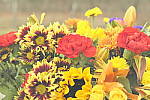 Click to see Y_1010720-Retro.JPG