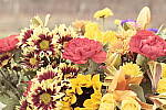 Click to see Y_1010721-OldDays.JPG