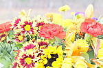 Click to see Y_1010722-HighKey.JPG