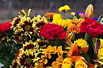 Click to see Y_1010723-LowKey.JPG