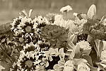 Click to see Y_1010724-Sepia.JPG