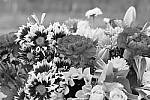 Click to see Y_1010725-Monochrome.JPG