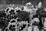 Click to see Y_1010726-DynamicMono.JPG