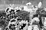 Click to see Y_1010727-RoughMono.JPG