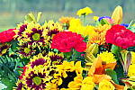 Click to see Y_1010731-CrossProcess.JPG