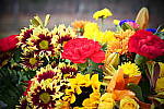 Click to see Y_1010732-Toy.JPG
