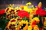Click to see Y_1010733-ToyPop.JPG