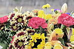 Click to see Y_1010734-Bleach.JPG