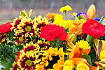 Click to see Y_1010735-Miniature.JPG