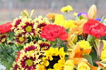 Click to see Y_1010736-SoftFocus.JPG