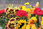Click to see Y_1010738-Star.JPG