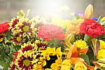 Click to see Y_1010739-Sunshine.JPG