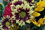 Click to see Y_1010743-4K-PHOTO-FOCUS-STACK.JPG
