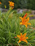 Click to see YK-P1140205.JPG