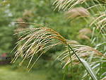 Click to see YK-P1140206.JPG
