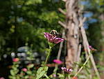 Click to see YM-P1140266.JPG