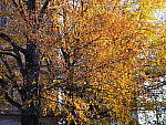 Click to see YP1150326.JPG