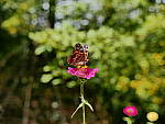 Click to see YT-P1140215.JPG