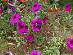 Click to see YT-P1140236.JPG