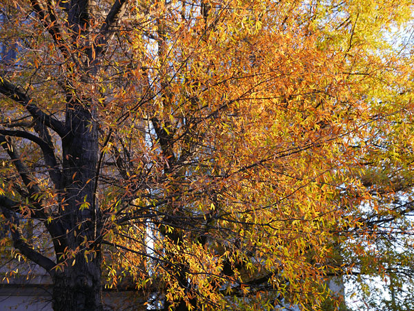 Panasonic LX100 review -- Sample photo
