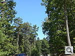 Click to see LX7PINE.JPG