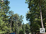 Click to see LX7PINE_ACRu300r06.JPG