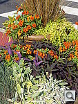 Click to see YP1010074.JPG