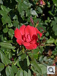 Click to see YP1010122.JPG