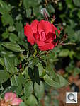 Click to see YP1010124.JPG