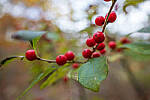 Click to see Y-JG-PAN-S1-SIGMA-18-50-0196-MOD.JPG
