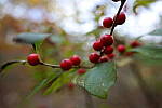 Click to see Y-JG-PAN-S1-SIGMA-18-50-0196.JPG