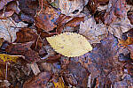 Click to see Y-JG-PAN-S1-SIGMA-18-50-0203-MOD.JPG