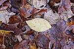 Click to see Y-JG-PAN-S1-SIGMA-18-50-0203.JPG