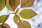 Click to see Y-JG-PAN-S1-SIGMA-18-50-0218-MOD.JPG