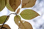 Click to see Y-JG-PAN-S1-SIGMA-18-50-0218.JPG
