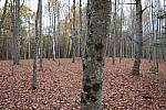 Click to see Y-JG-PAN-S1-SIGMA-18-50-0227.JPG
