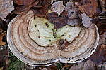 Click to see Y-JG-PAN-S1-SIGMA-18-50-0239.JPG