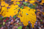 Click to see Y-JG-PAN-S1-SIGMA-18-50-0242-MOD.JPG