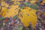 Click to see Y-JG-PAN-S1-SIGMA-18-50-0242.JPG